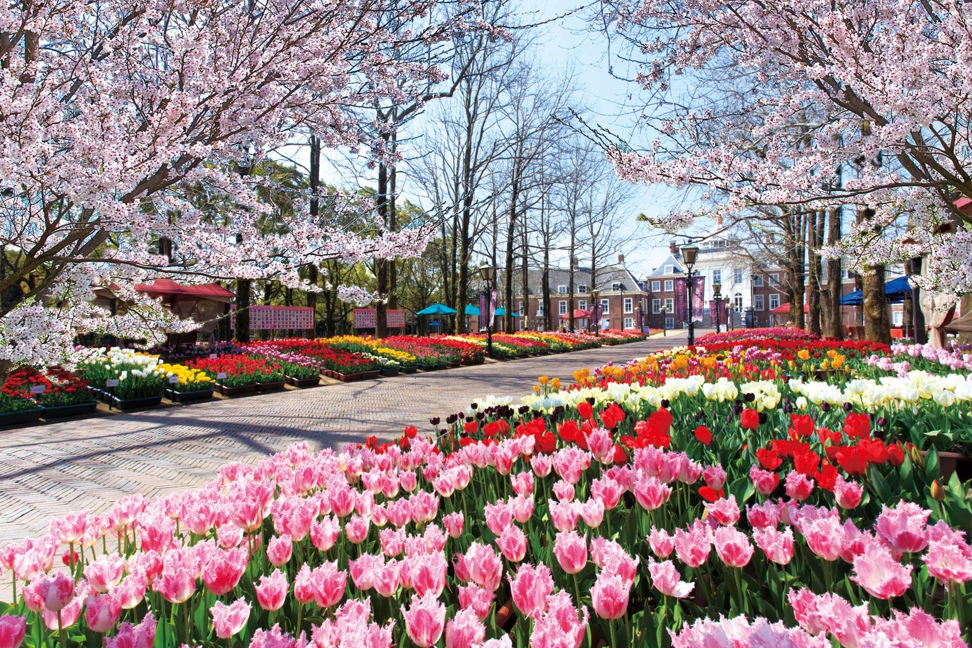 Tak Hanya Sakura Inilah Bunga  bunga  Musim Semi di Jepang 